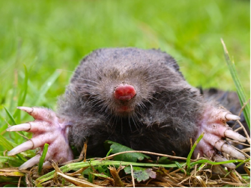 Mole 2.png